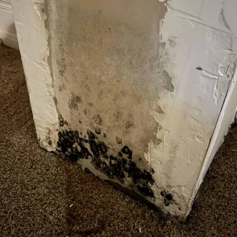 Professional Mold Removal in Hall County, TX